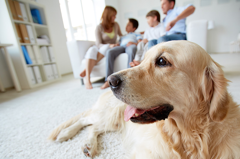 Spider Bites On Dogs Back